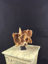 Load image into Gallery viewer, Raku Urn With Coral
