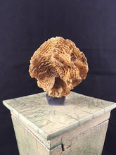 Load image into Gallery viewer, Raku Urn With Coral
